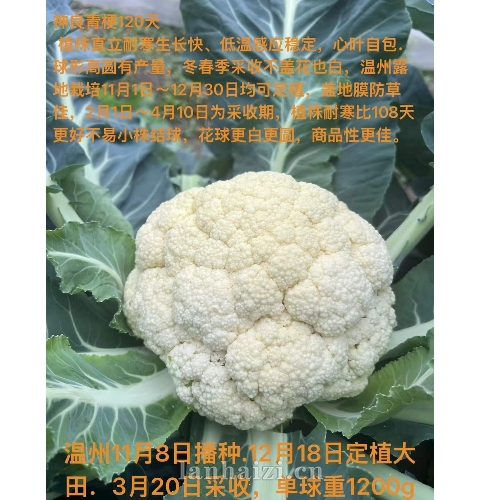 菜花种子