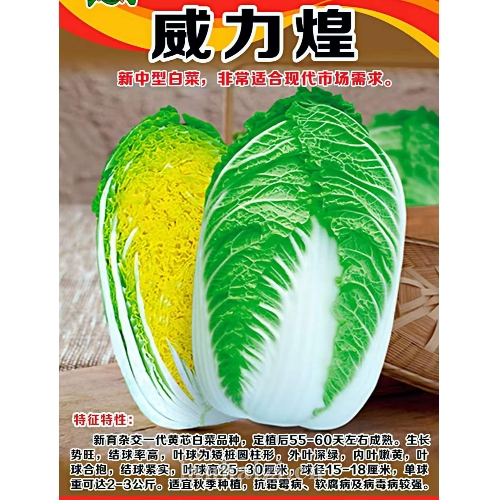 威力煌 白菜种子