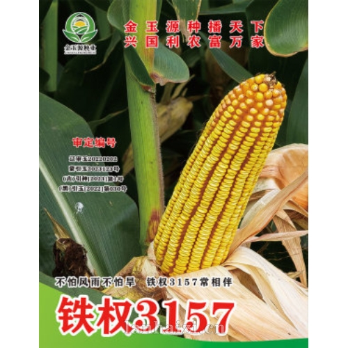 铁权3157 玉米种子