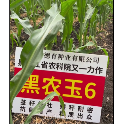 黑农玉6号