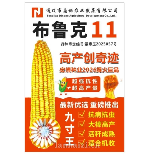 布鲁克11 玉米种子
