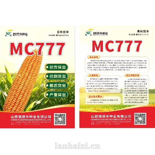 MC777  玉米种子