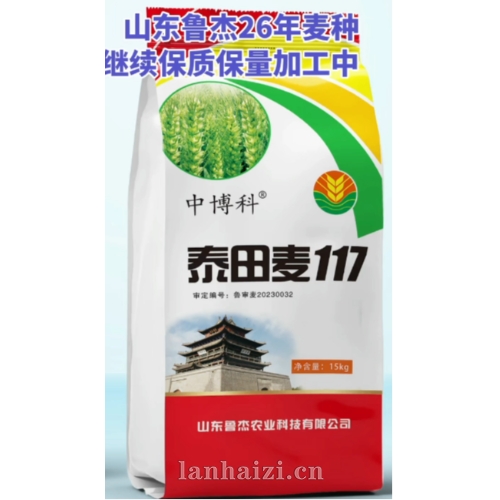 泰田麦117  小麦种子
