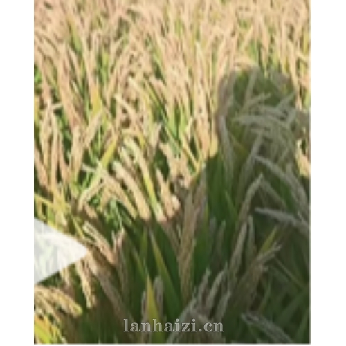 天稻322 粳稻品种
