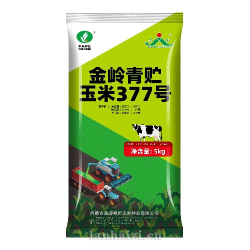 金岭青贮377 玉米种子