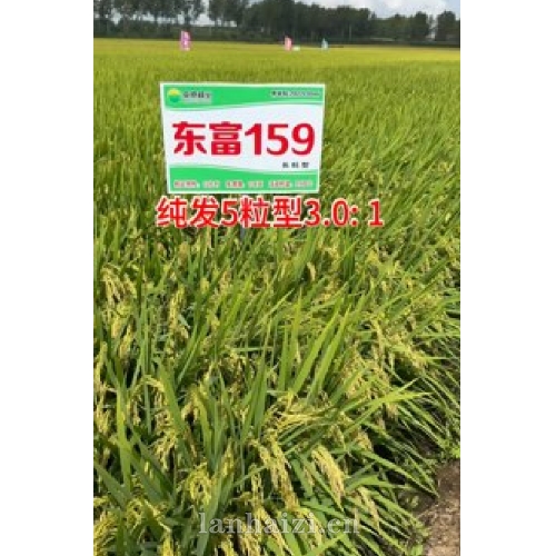 东富159 水稻种子