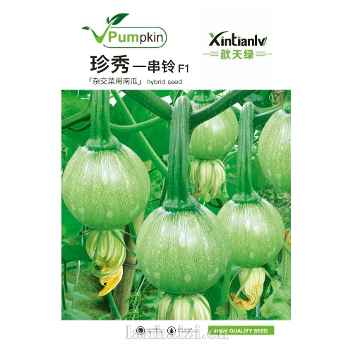 珍秀一串铃F1 杂交菜用南瓜种子