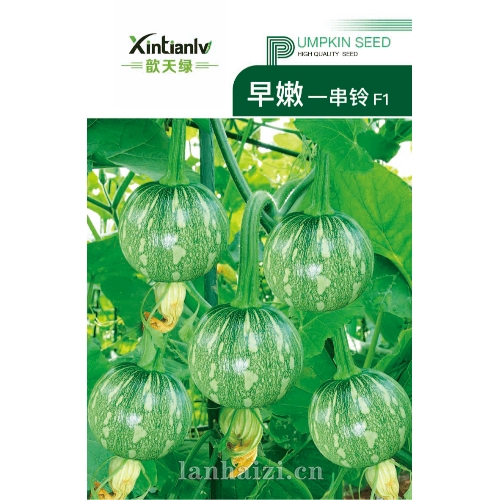 早嫩一串铃 F1 南瓜种子