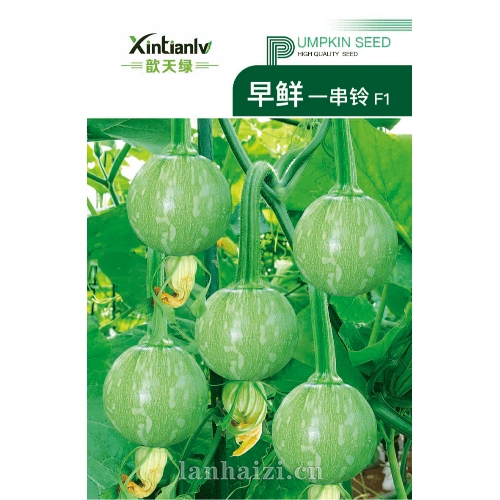 早鲜一串铃 F1 南瓜种子 