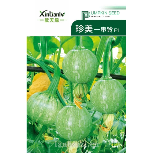 珍美一串铃 F1 南瓜种子 