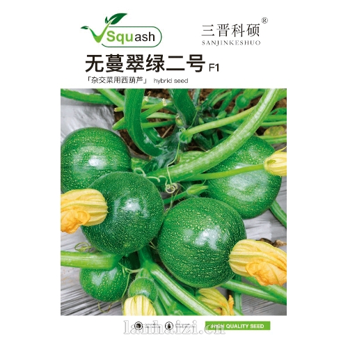 无蔓翠绿二号F1  杂交菜用西葫芦 种子