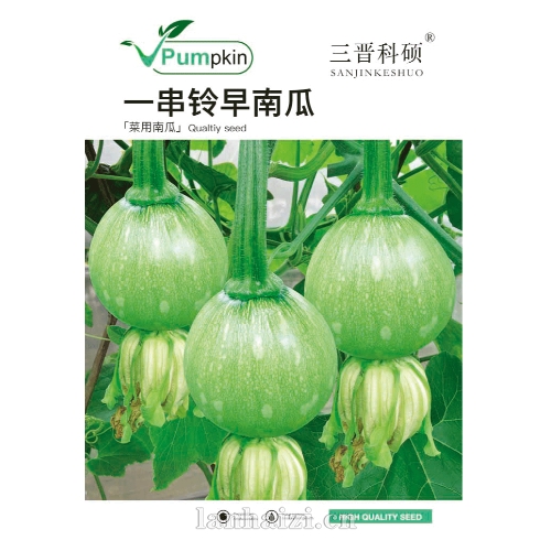 一串铃早南瓜 菜用南瓜种子