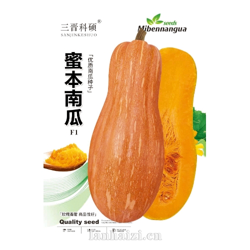 蜜本南瓜F1 优质南瓜种子