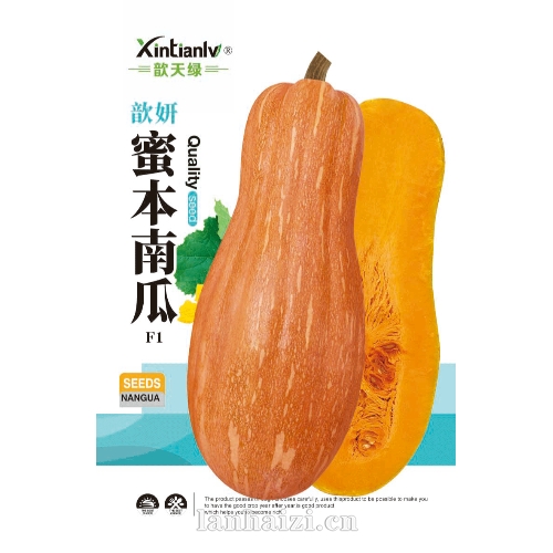 歆妍 蜜本南瓜 F1  南瓜种子