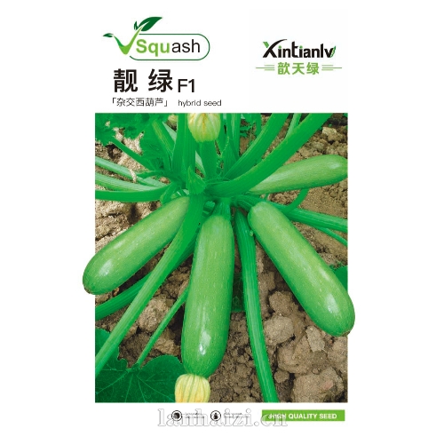 靓绿F1  杂交西葫芦种子