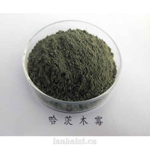 哈茨木霉
