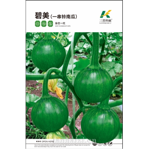 碧美(一串铃南瓜) 西葫芦种子