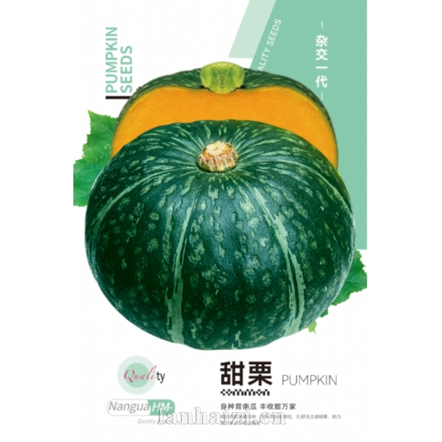 甜栗 杂交一代 南瓜种子 