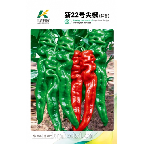 新22号尖椒(鲜香) 辣椒种子