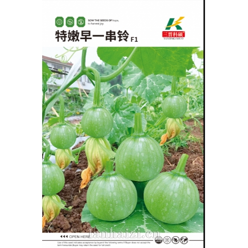 特嫩早一串铃F1 南瓜种子