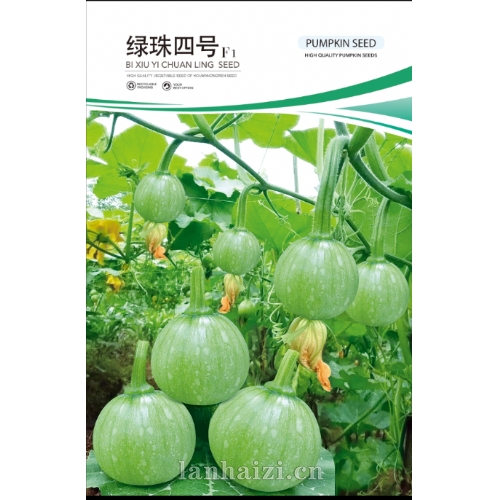 绿珠四号 F1 南瓜种子