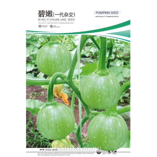 碧嫩(一代杂交) 南瓜种子