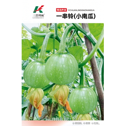 一串铃(小南瓜) 种子
