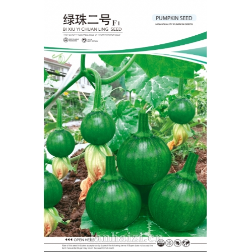 绿珠二号F1 南瓜种子